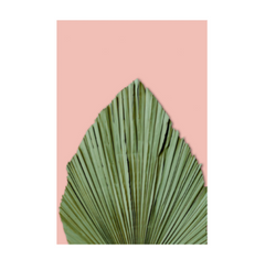 Dry palm leave on pink background poster 8x11