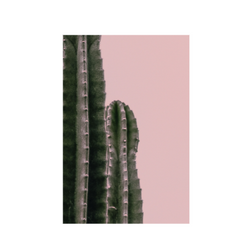Cactus on pink background poster 8x11